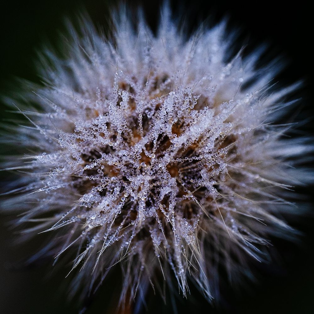 This close-up image captures a fluffy seed head covered in delicate droplets of dew. The fine, hair-like structures radiate outward from the center, creating a starburst effect. Each filament is adorned with tiny water beads, giving the structure a glistening, frosty appearance. The dark background accentuates the texture and subtle color shifts within the seed head, highlighting its fragile and ephemeral beauty.