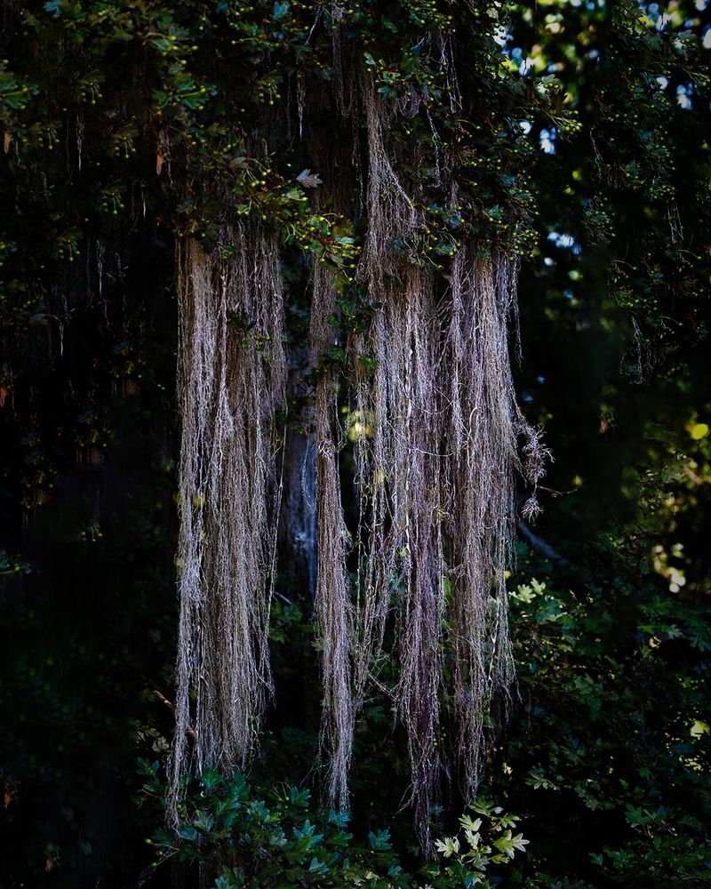 Long strands of Spanish moss hang from the branches of a tree, surrounded by dense, leafy green foliage and dappled sunlight in a shaded forest setting.