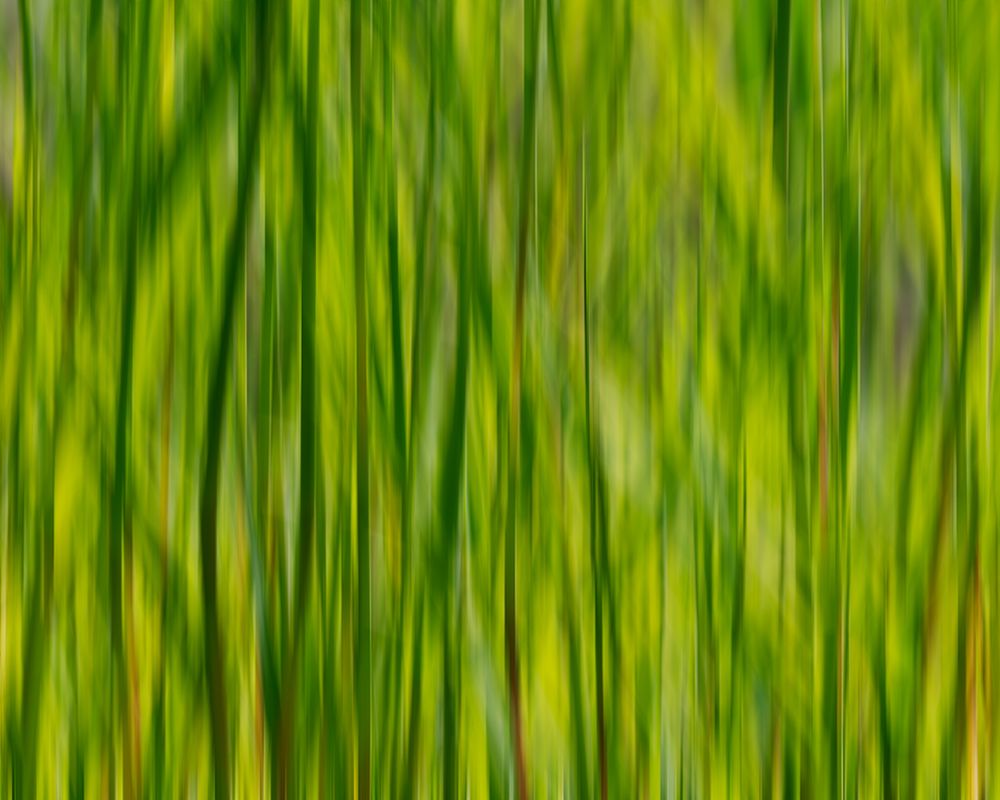 A blurred image of tall green grass, creating an abstract vertical pattern of varying shades of green and yellow with occasional hints of brown and red, evoking a sense of movement and softness.