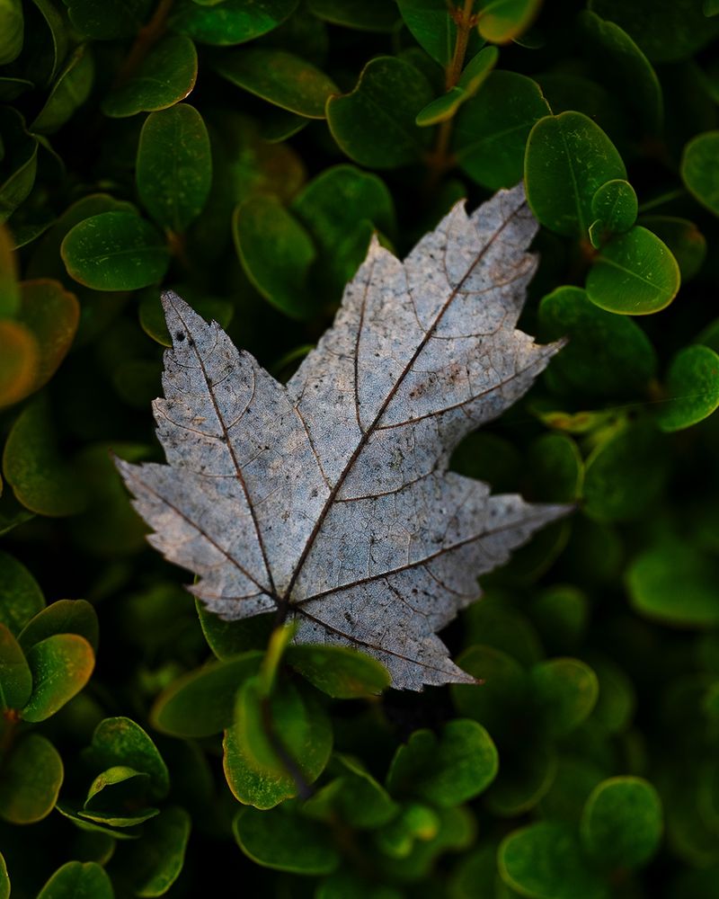 A single pale, weathered leaf rests quietly atop a bed of vibrant green foliage, its delicate veins and muted tones standing out against the lush background like a quiet whisper amid lively growth.