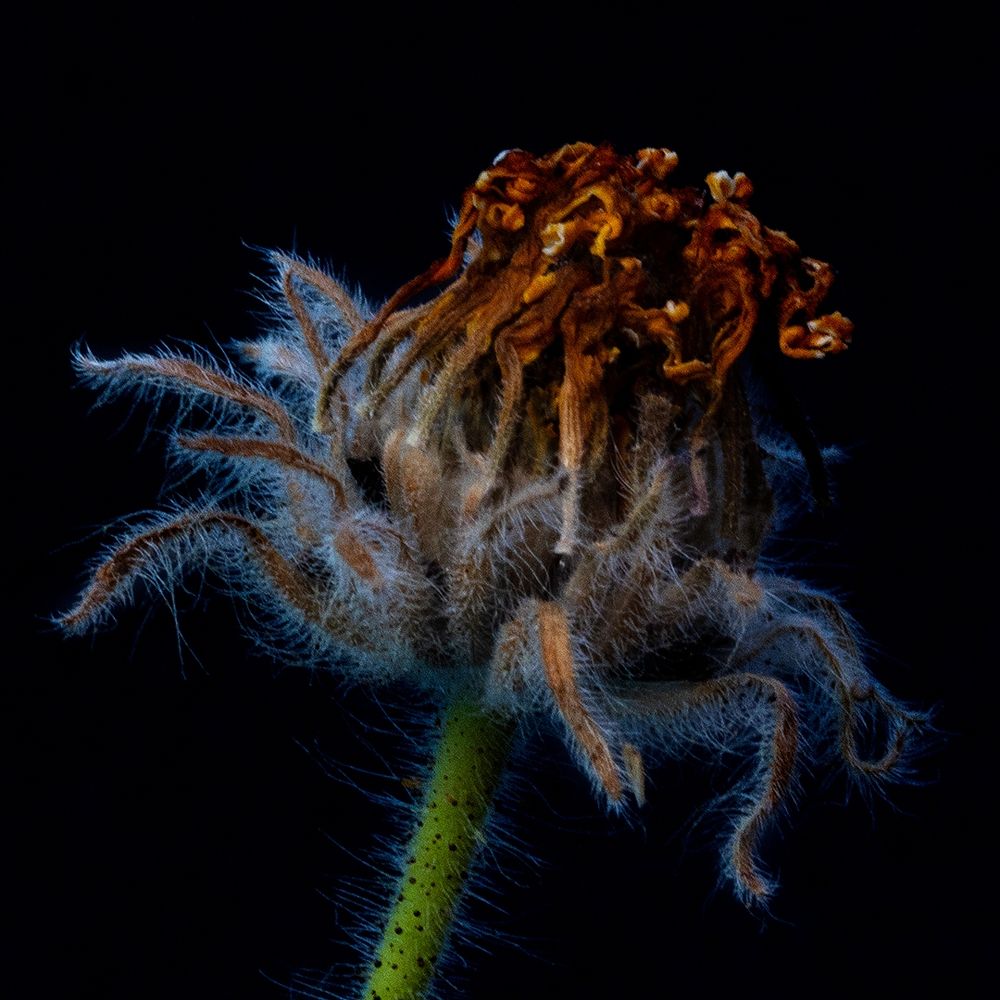 This close-up image captures a dried and withered flower head, showcasing its curling, faded petals in shades of burnt orange and brown. The bloom is covered in fine, silvery hairs, and its stem is dotted with tiny dark specks. Set against a deep black background, the flower’s textures and decay are dramatically highlighted, evoking a sense of quiet beauty and the passage of time.