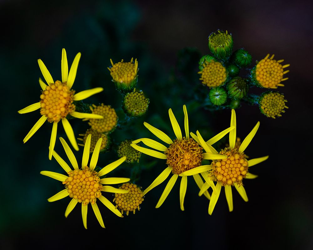 A vivid close-up of a cluster of yellow wildflowers in various stages of bloom. The flowers have narrow, delicate petals surrounding textured central discs, while some buds remain tightly closed. The deep green background is softly blurred, allowing the bright yellow flowers to stand out sharply in contrast, conveying a sense of life and quiet companionship.