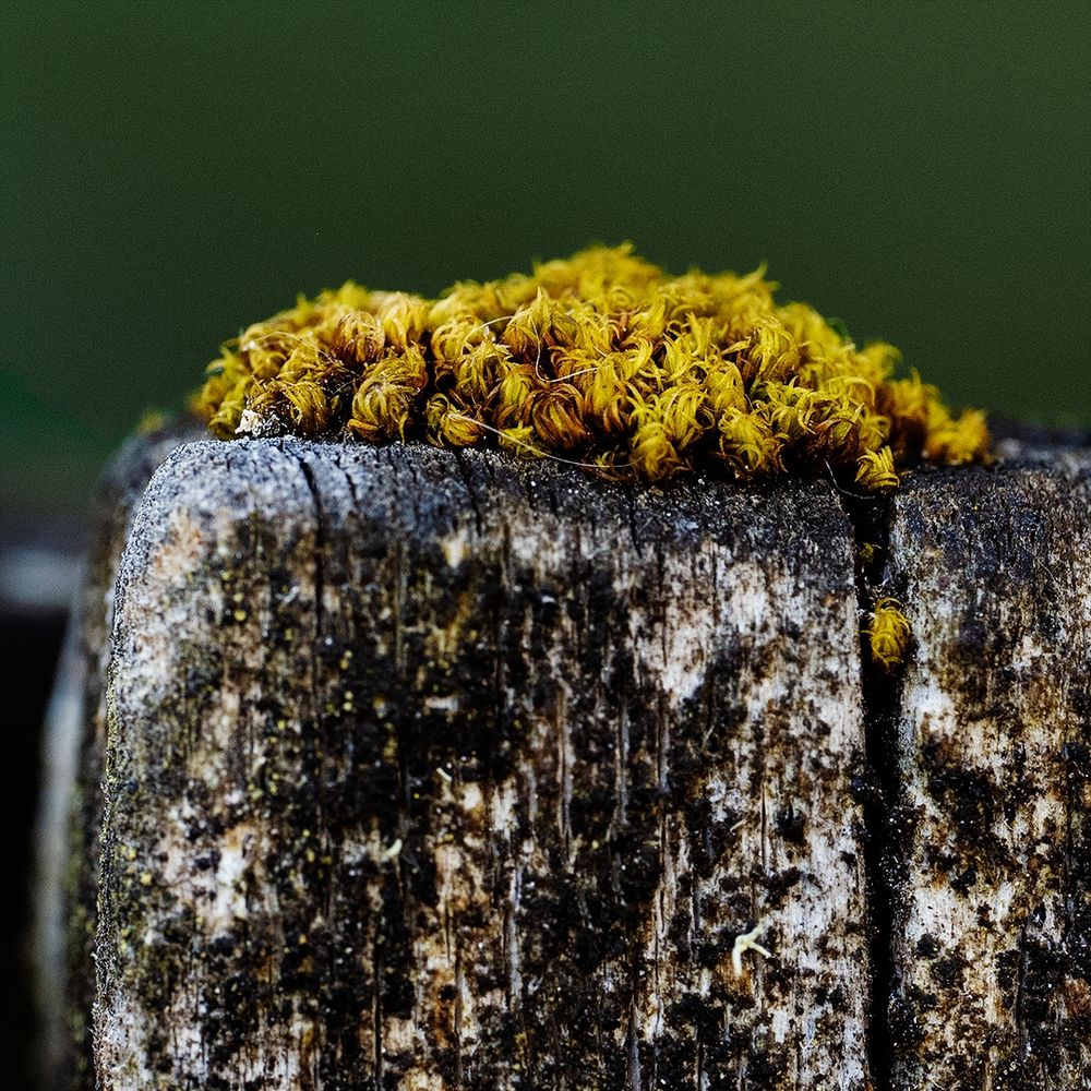 A close-up photograph of a weathered fence board, crowned with a dense patch of curled, golden-yellow moss. The swirling tendrils of the moss contrast with the rough, textured surface of the wood, which shows signs of age and moisture. The background is softly blurred in a muted green, drawing focus to the rich details and organic textures of the moss and wood.