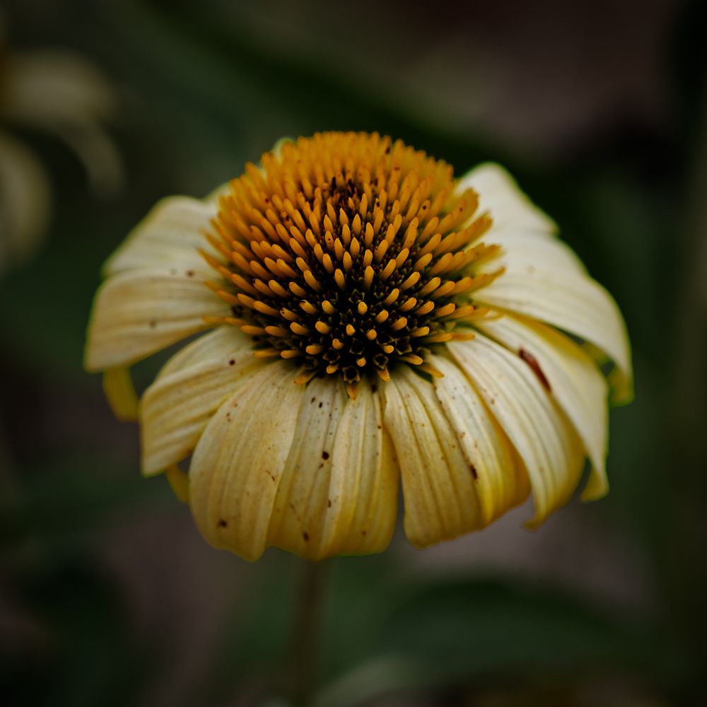 A close-up of a slightly weathered yellow coneflower (Echinacea), with drooping petals speckled with dark spots and a prominent spiky orange-brown central cone, set against a softly blurred green background.