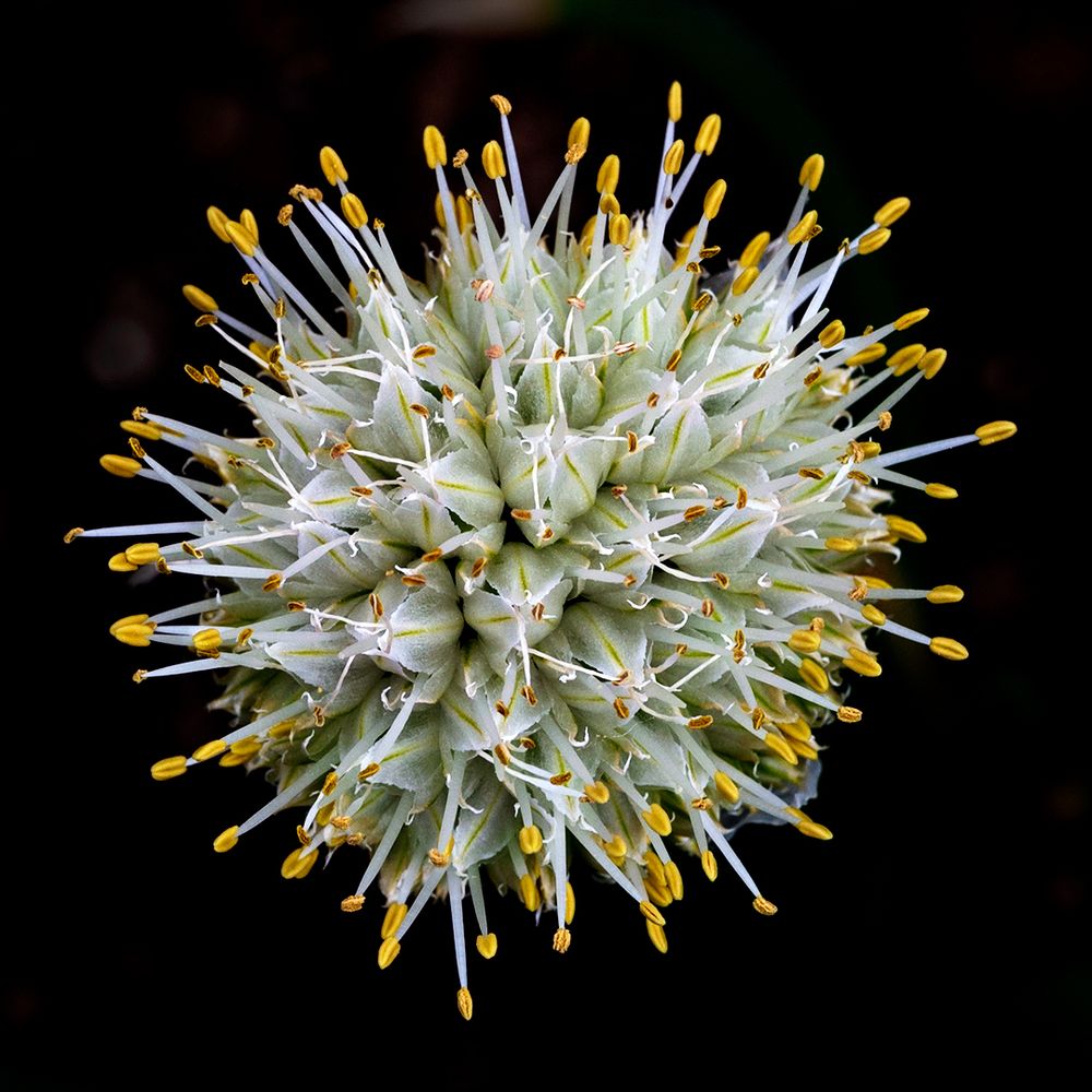 A top-down view of a green onion bloom, showcasing a spherical cluster of tightly packed pale green buds with delicate white filaments extending outward, each tipped with a small, vibrant yellow anther — set against a deep black background that highlights its intricate, almost firework-like structure.