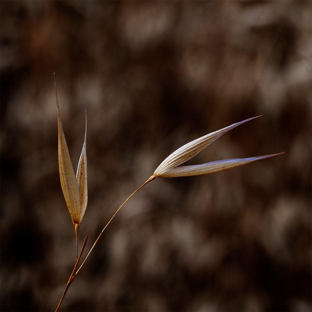 A close-up of two delicate grass seed heads, their pale, pointed forms sharply focused against a softly blurred, brown-toned background, capturing the subtle textures and graceful curves in warm morning light.