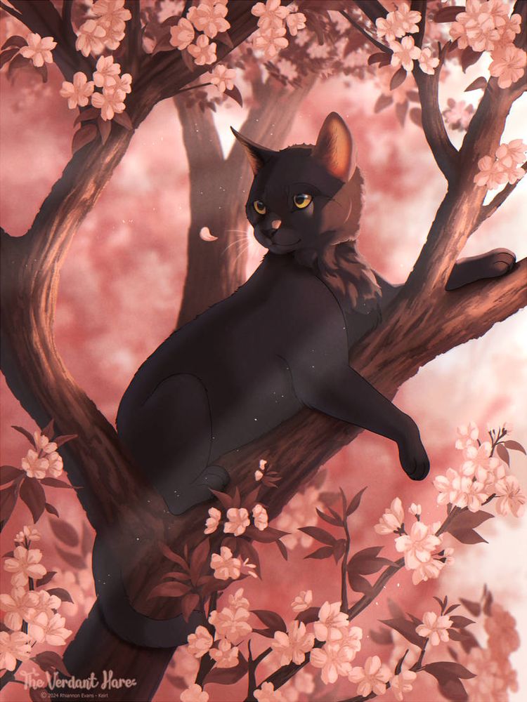 A black cat in a cherry blossom tree. The cat is looking at a fallen blossom as a ray of light filters through the leaves