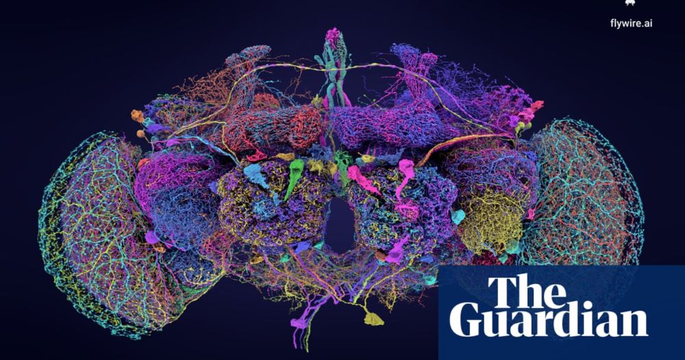 Tiny brain, big deal: fruit fly diagram could transform neuroscience