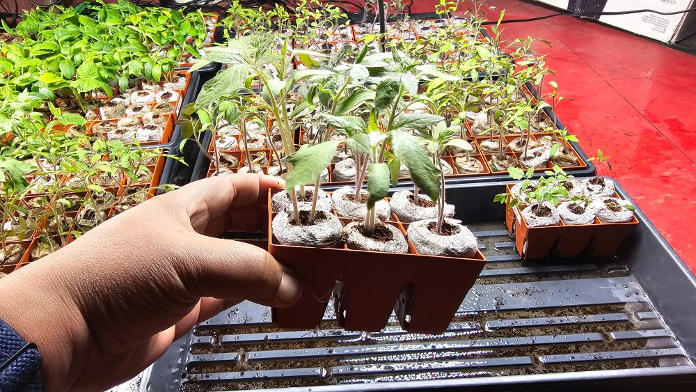 My hand holding a 6 well starter tray with tomato seedlings that are showing healthy roots.