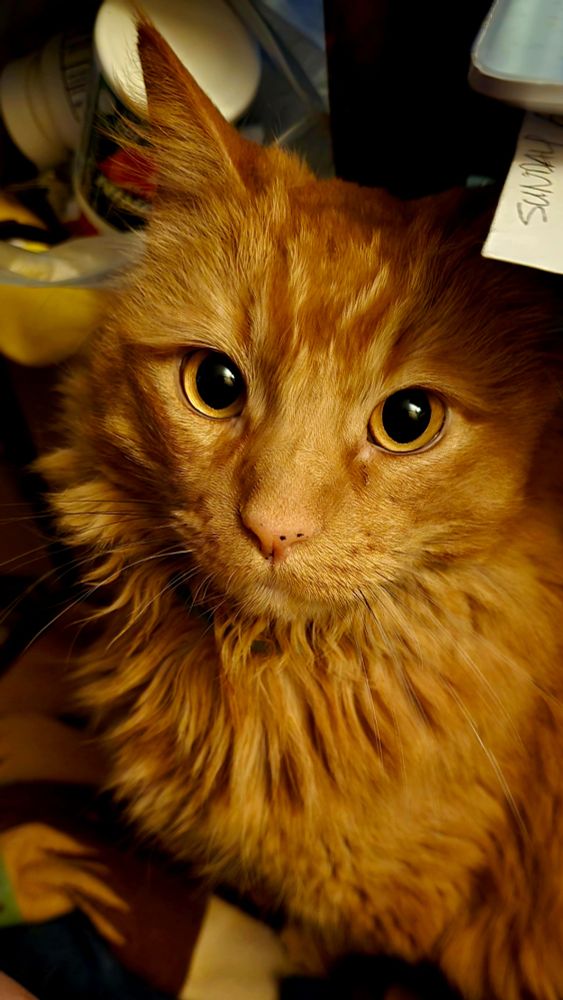 handsome orange tabby cat stares intently into the camera.