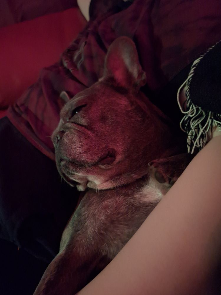 Binky the frenchie lounging on the couch with me & Casey