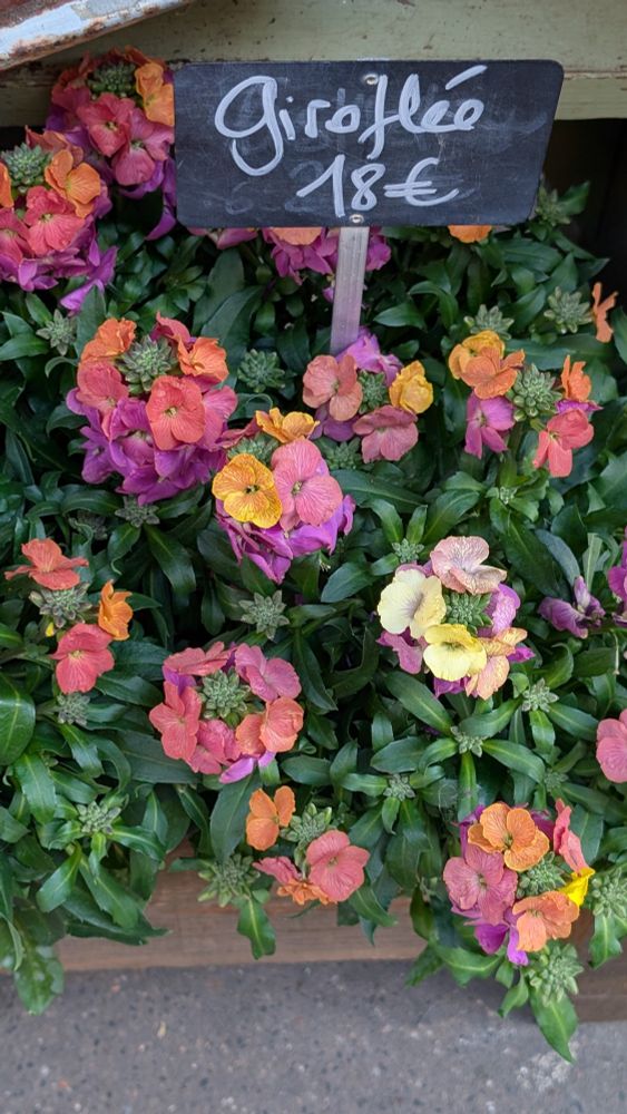 A display of orange, purple, and yellow clustered flowers labelled 