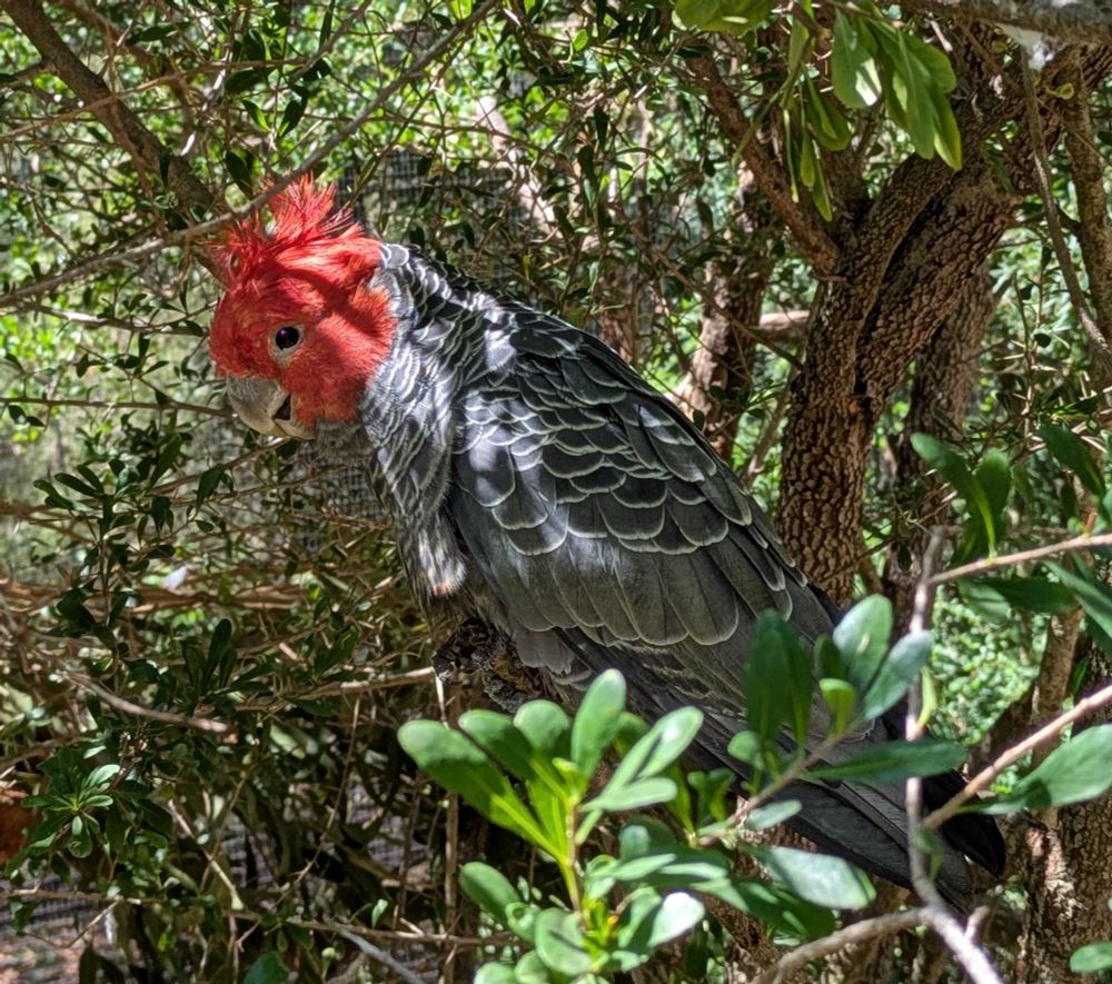 Gang-Gang Cockatoo 