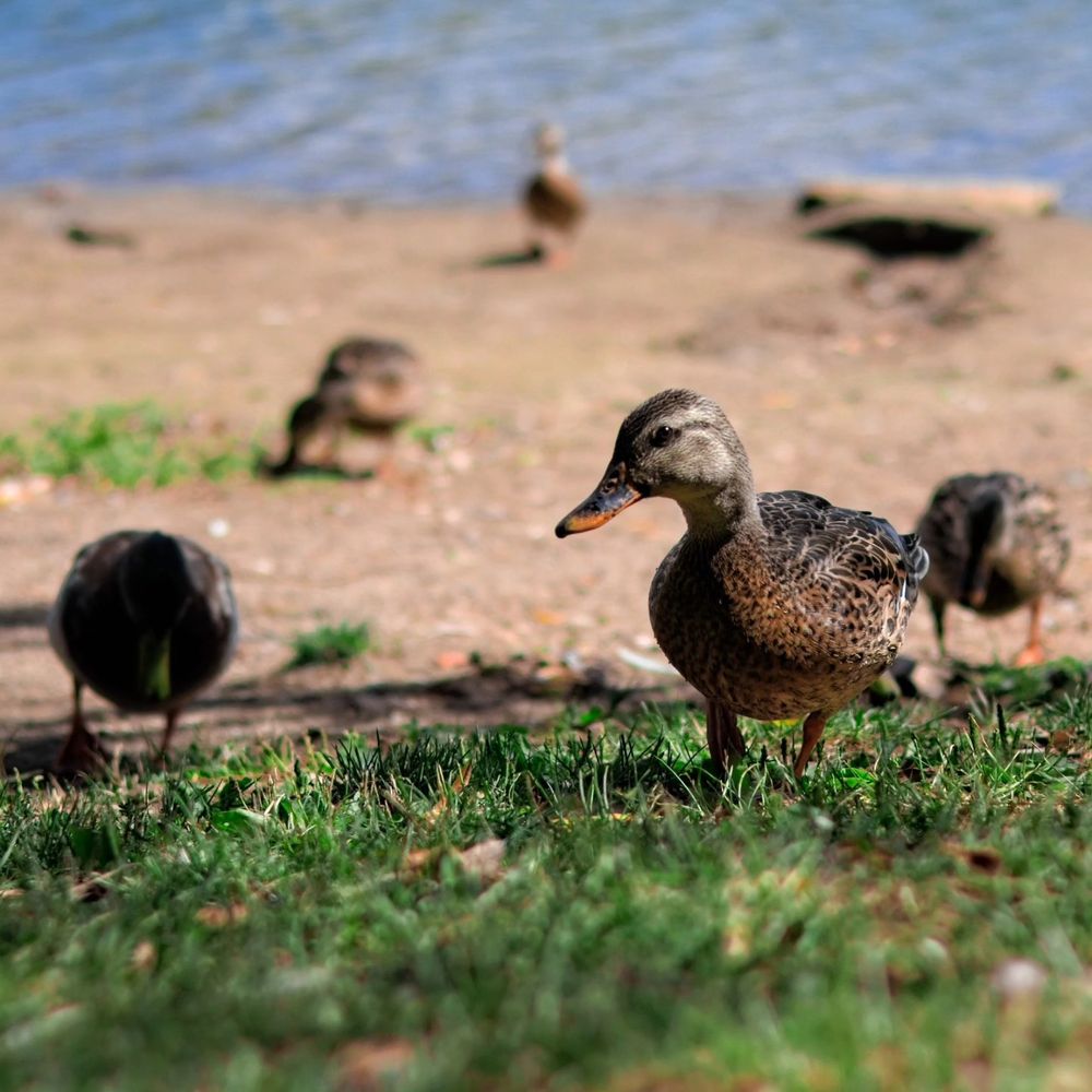 Duck on the grass in front of a small sandy lake front. 