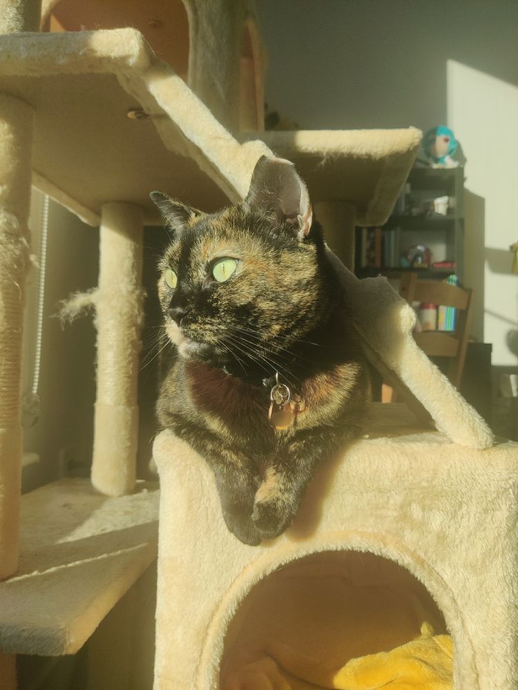 A photo of my cat viola, a domestic shorthair tortie. She lays upon her cat tree basking in the sunlight, and her paws are neatly folded over the edge in front of her, making her look polite.