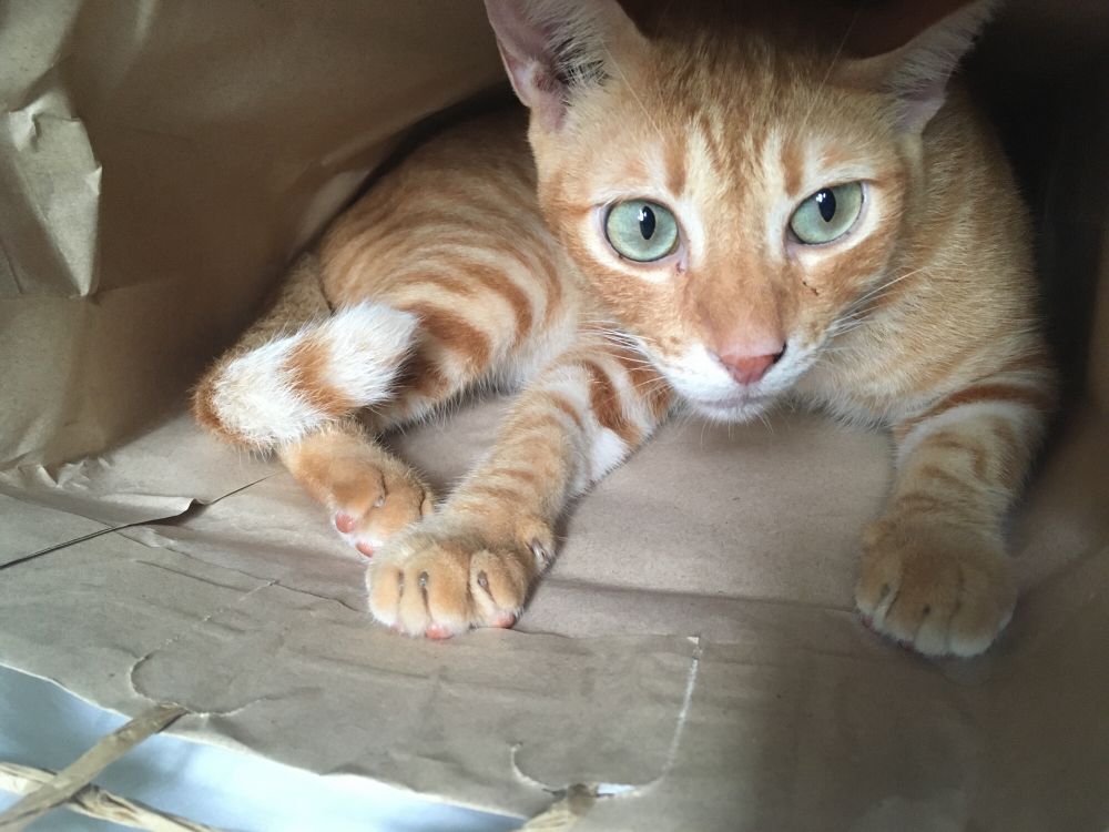 an orange cat in a paper bag
