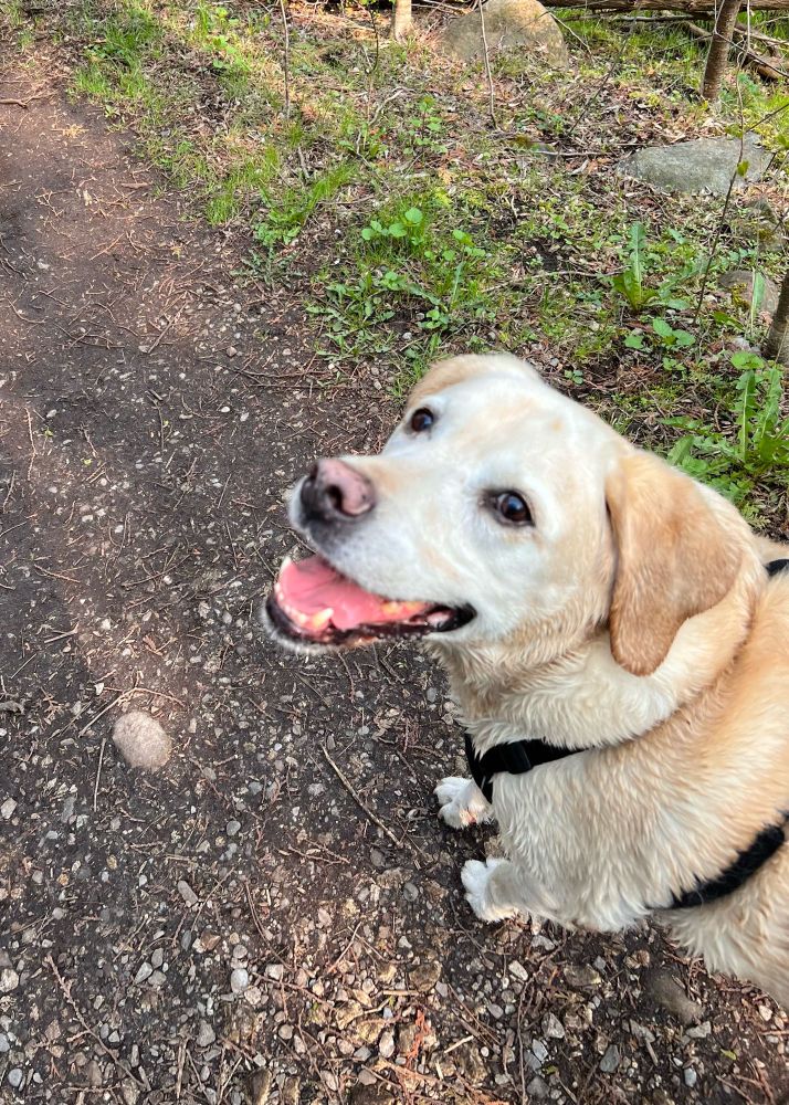 A photo of a yellow Labrador retriever smiling up at the camera. He is out on a walk and standing on a dirt path beside some grass. 