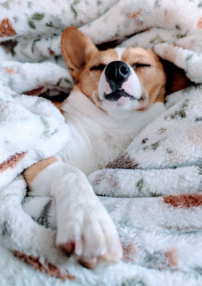 A fawn and white colored Corgi-Chihuahua mixed breed dog sleeping nestled cozily into a white, brown, and gray mushroom-patterened blanket with one pay extended toward the camera. 