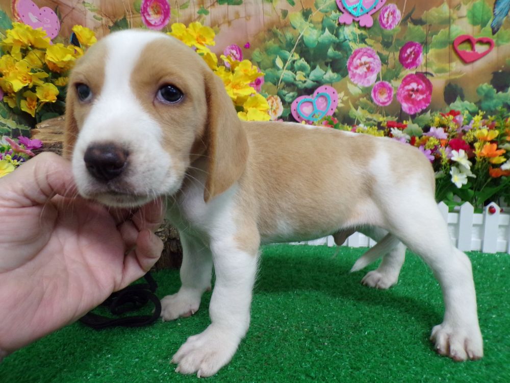 BEAGLE Babies. Males/ Females. Hug A Pup. "The Puppy Specialist" 6931 Calumet Av. Hammond, In 46324.  "AFFORDABLE PRICES". Best Guarantees. Family raised with children.  CALL for HOURS: Susan 773-327-2050  OR  773-316-0171