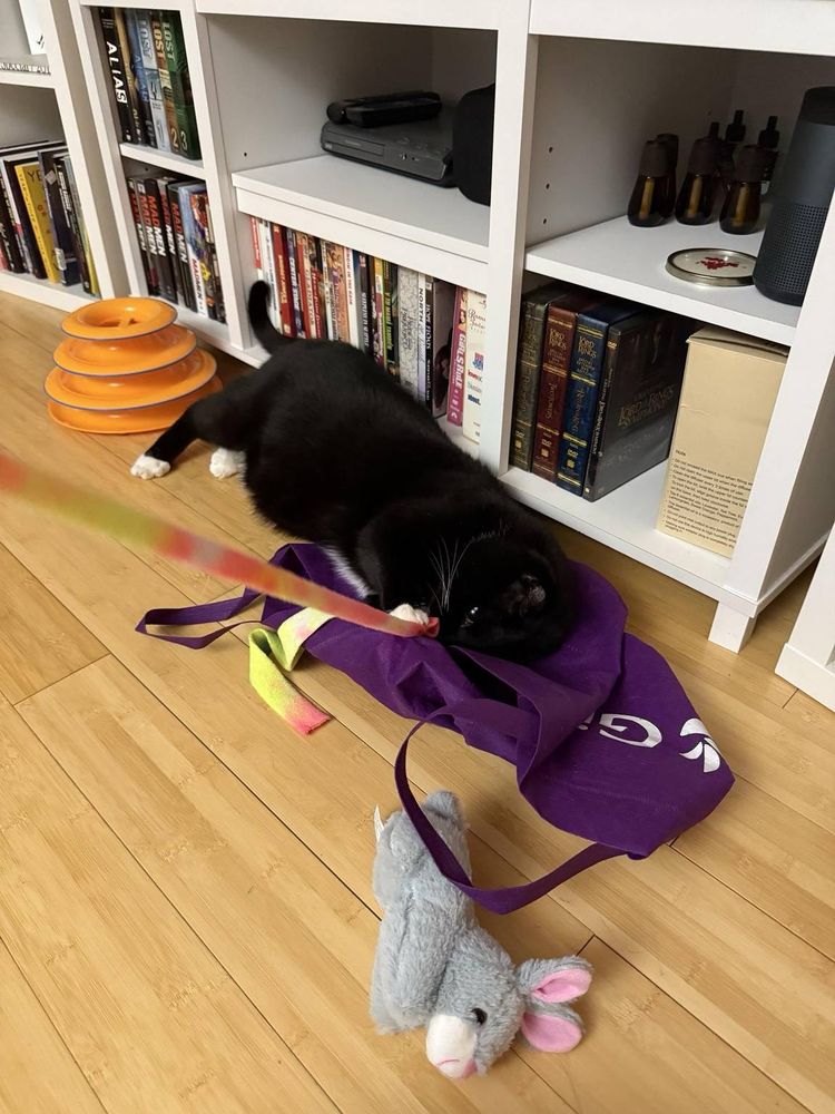 my chubby tuxedo cat laying on his side on a purple giant grocery tote playing with a rainbow ribbon toy