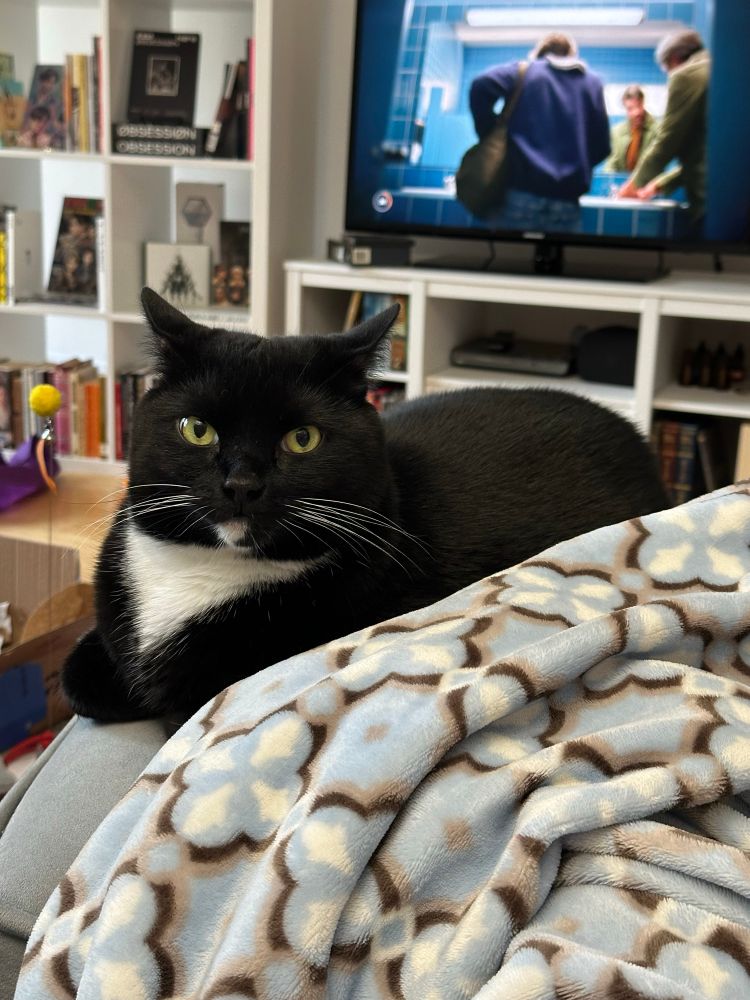 my chunky tuxedo kitty sitting loaf style on a gray ottoman in front of me 