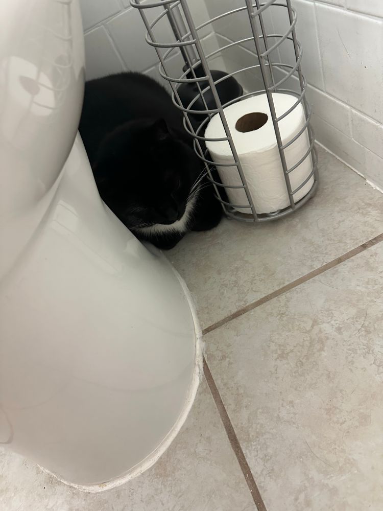 my tuxedo cat pippin squeezed into a loaf between my toilet and the toilet paper holder next to the bathroom wall 