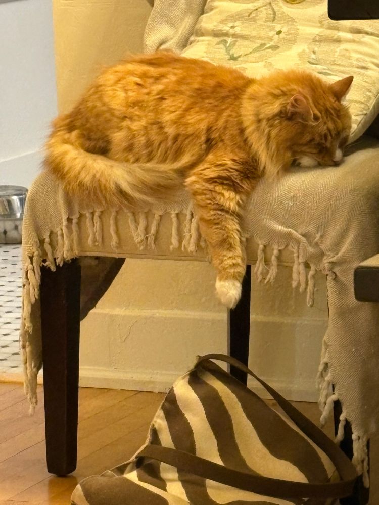 An orange longhaired cat asleep on a chair, with his tail tucked around him but one little white-tipped paw hanging off.