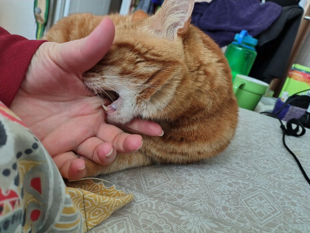 The same orange cat awkwardly biting the palm of my hand.