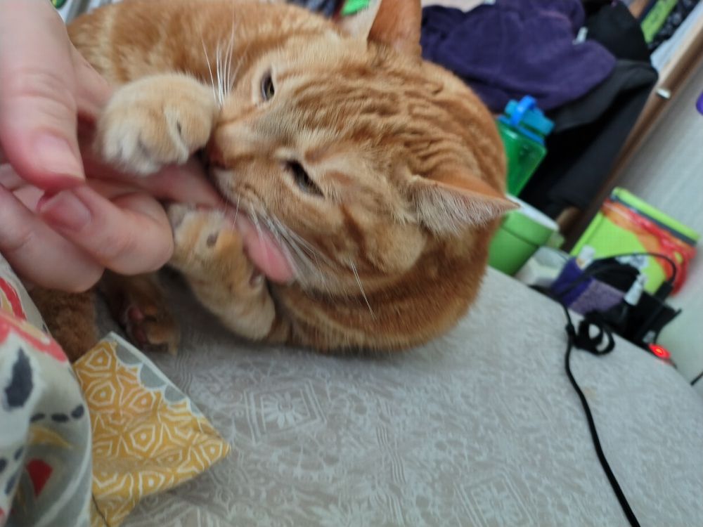 Photo of an orange cat biting my finger with his paws wrapped around it.