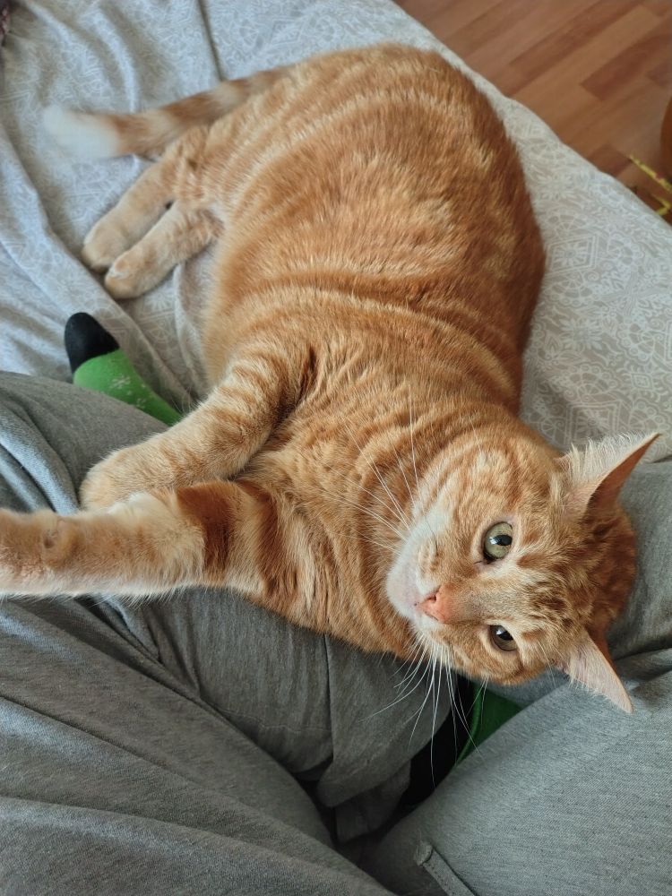 Photo of my legs as I'm sitting with them crossed under me on my bed, while an orange cat is lying stretched out in front of me, half on my legs where my calves cross.