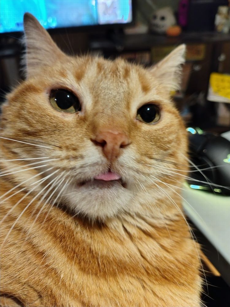 Photo of an orange cat with his tongue poking out of his mouth.