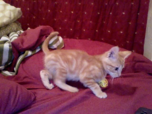 Photo of an orange kitten running on a bed and playing with a balled up chocolate bar wrapper.