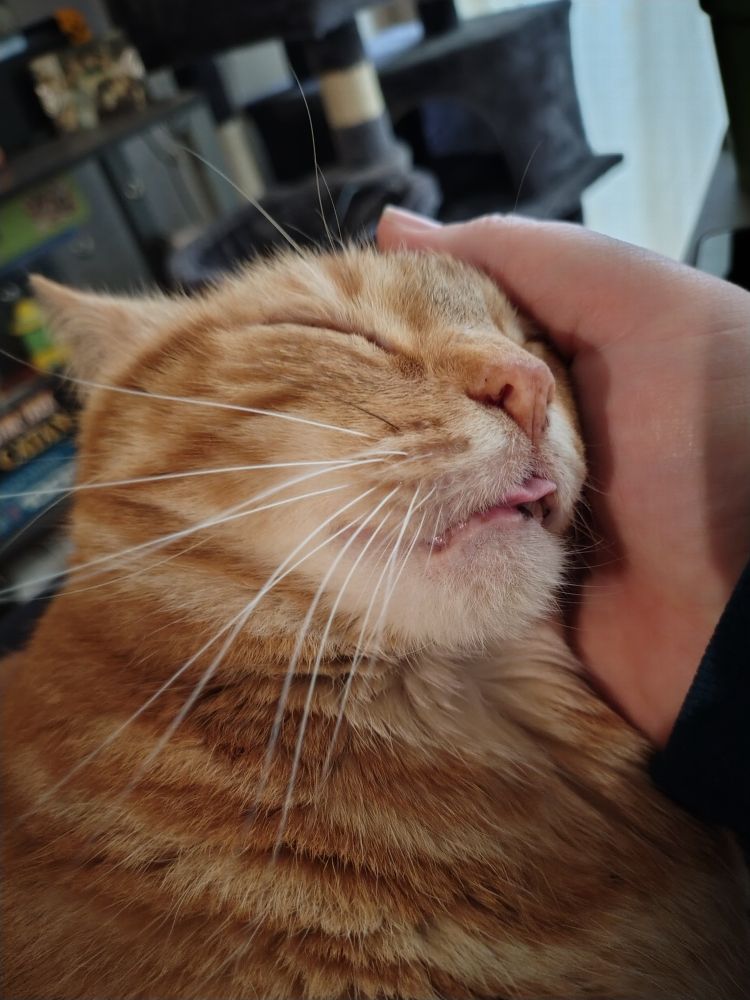 Photo of an orange cat leaning his face into my hand with his eyes closed and his tongue poking out of his mouth.