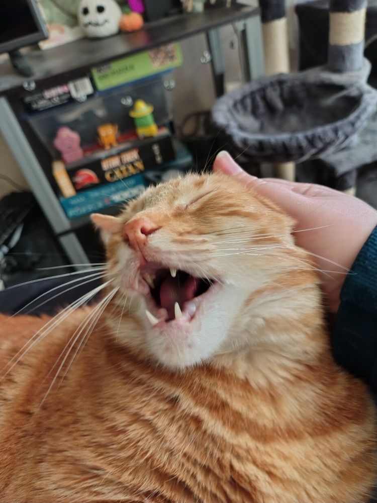 Photo of an orange cat with his mouth open showing his teeth and his eyes closed as I rub his ear.