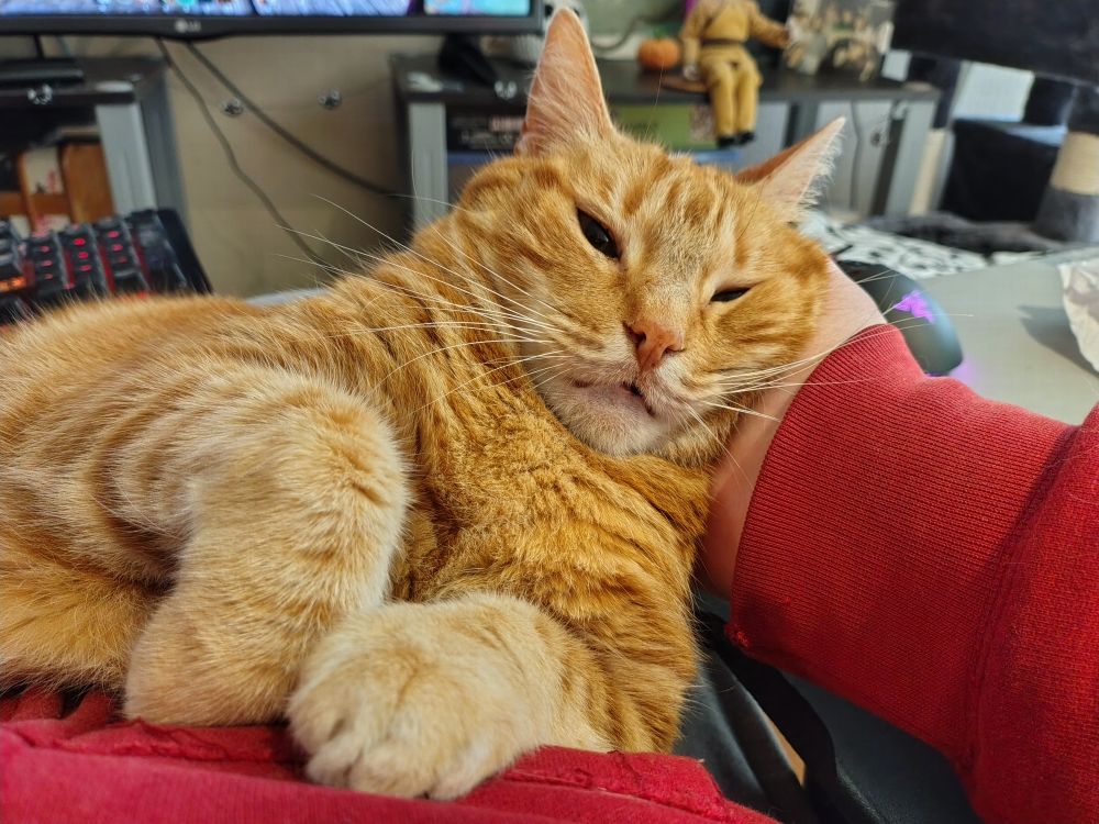 Photo of an orange cat sitting on my lap with his head resting on my hand. One of his paws is curled in front of him and the other is a bit more stretched out. His eyes are about 3/4 closed.