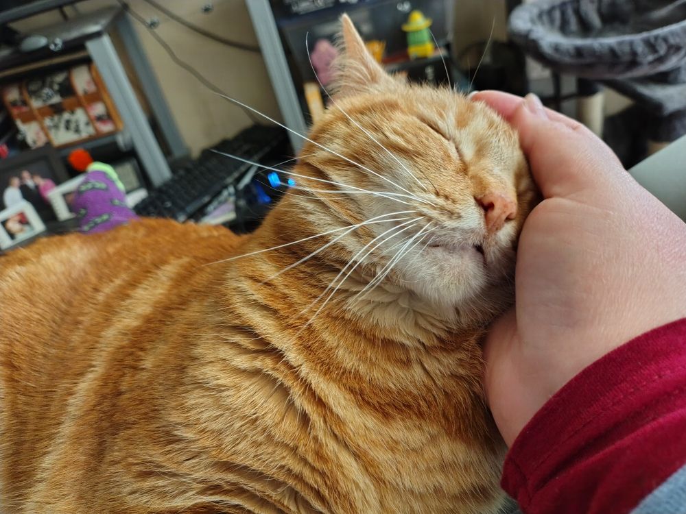 Photo of an orange cat leaning his head into my hand with his eyes closed.