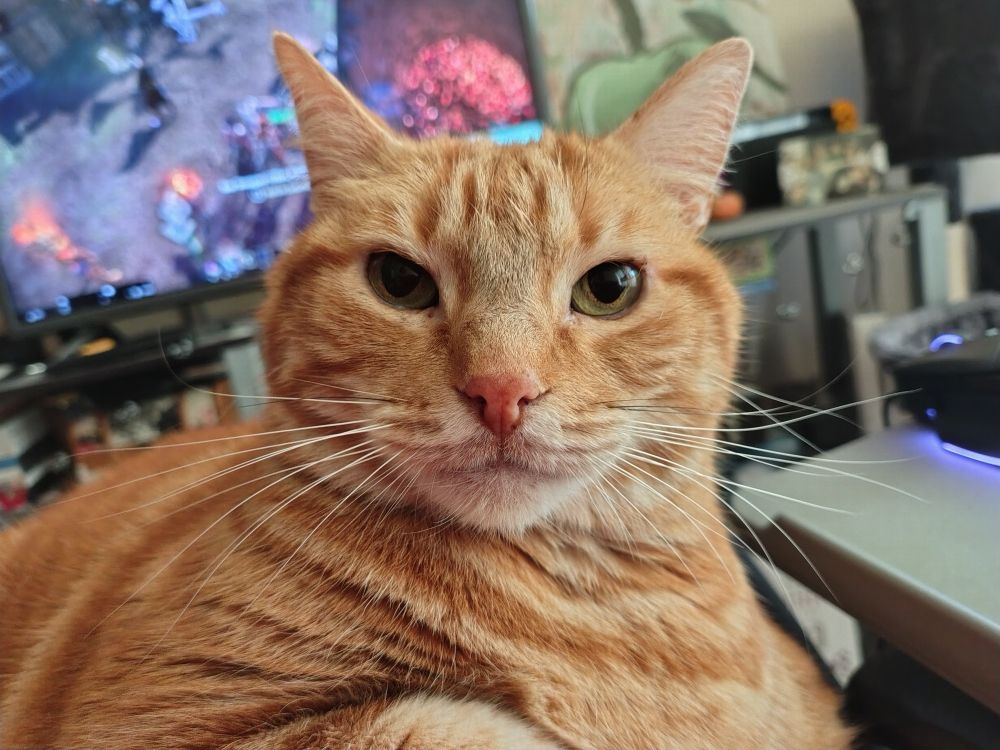 Photo of an orange cat with a neutral expression on his face, looking right at the camera.