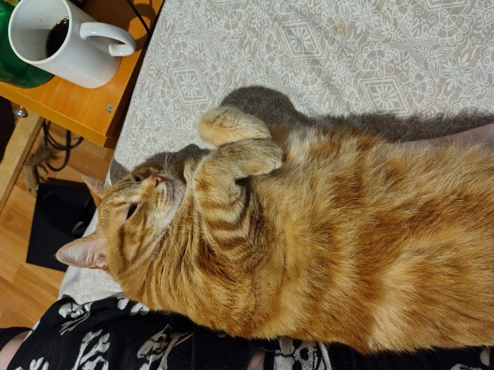 Photo of an orange cat lying on his back on a bed, leaning against my leg and with his front paws curled in the air in front of him.