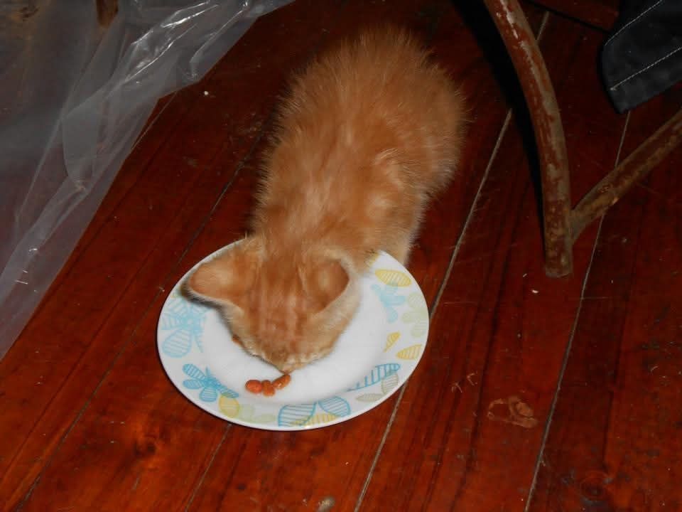 Photo of an orange kitten eating food off a small plate.