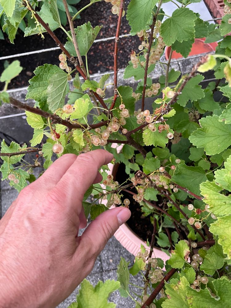 Smus Hand rettet helle Johannisbeeren vor dem nicht autorisierten Zugriff der frechen Amsel (nicht im Bild, ich habe sie weggewiesen, freundlich, aber bestimmt…) / ©️ornel the Smu, 30.6.25, Luzern