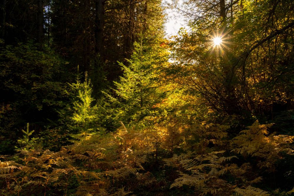 Late afternoon golden light filtering through a forest as the fall settles in and the leaves of broken fern and vine maple begin to turn. 