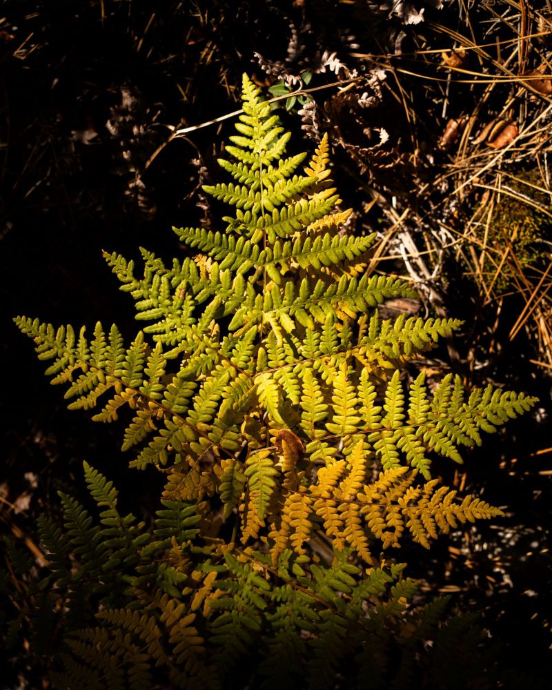 Brake fern as it begins to turn color in fall. 