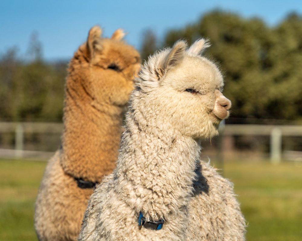 a portrait of a pair of alpacas, one fawn, one white.