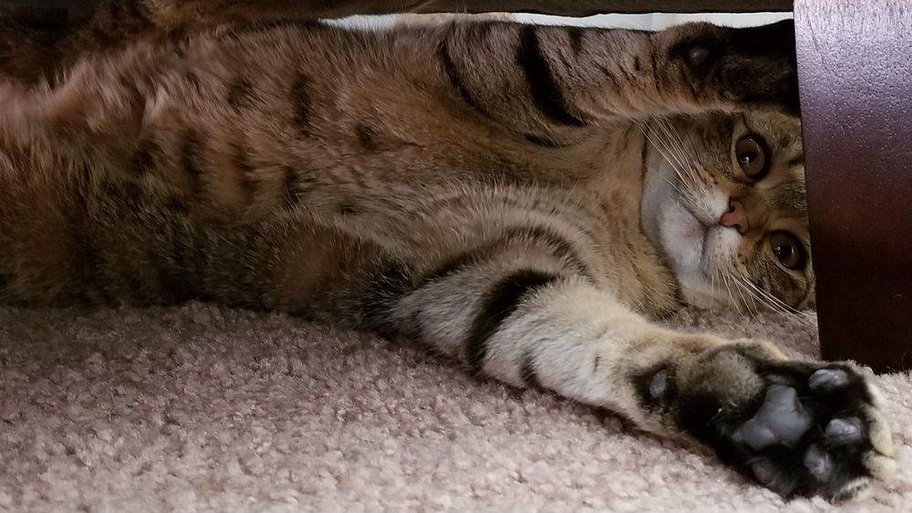 A brown tabby cat on her side under a chair, making crazy eyes and pushing her front feet out in the direction of the camera like she is warding off paparazzi. 