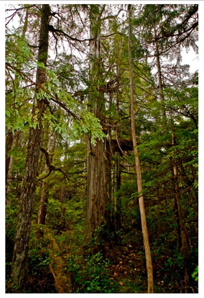 Redwood cedar forest