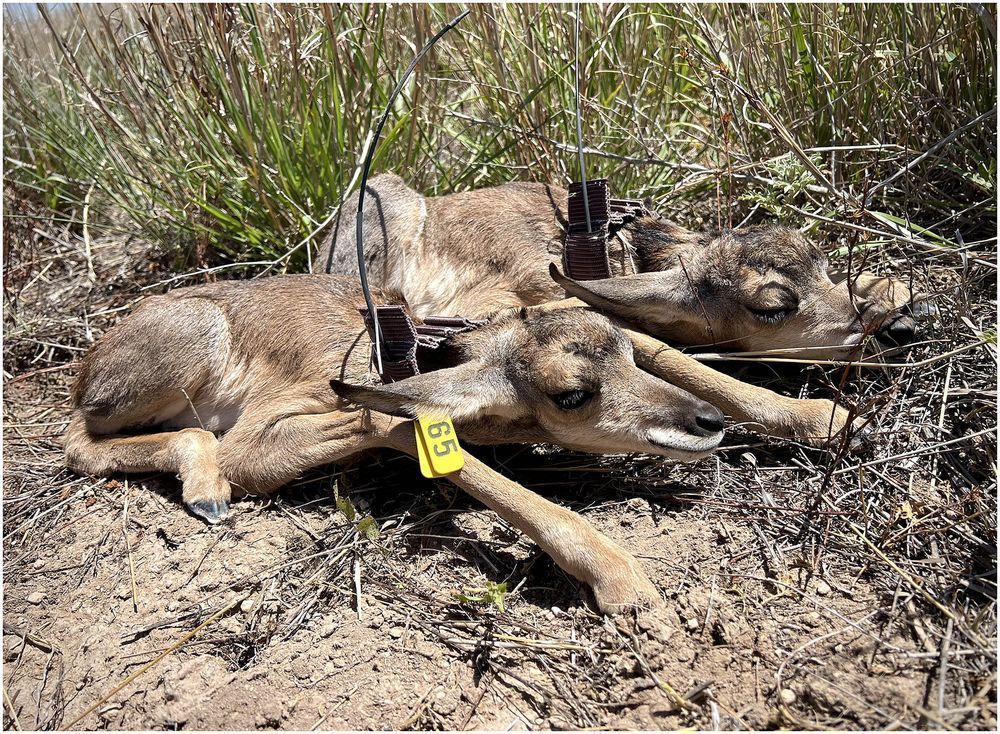 Two pronghorn neonates shortly after birth. Both are fitted with expandable tracking collars but only one fitted with a yellow eartag.