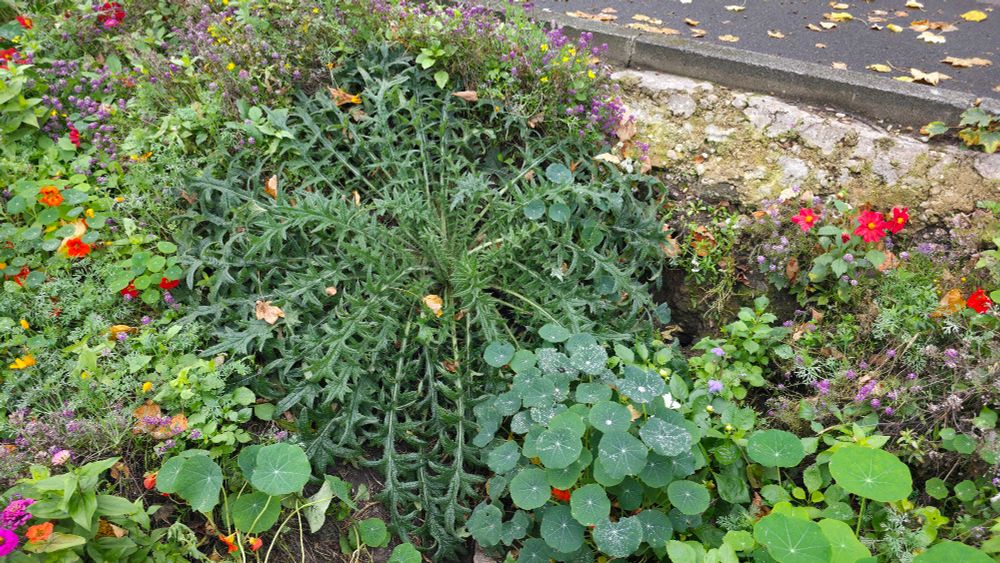 Eine riesengroße Distel mit ein paar Mohnblumen drumrum in einer winzigen, öffentlichen Grünfläche