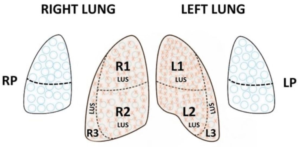 Setting the Standards: Neonatal Lung Ultrasound in Clinical Practice