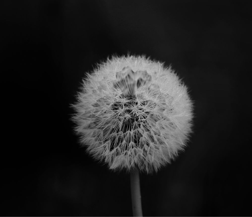 Hellgraue Pusteblume vor schwarzem Hintergrund. Der Stil ist grau.