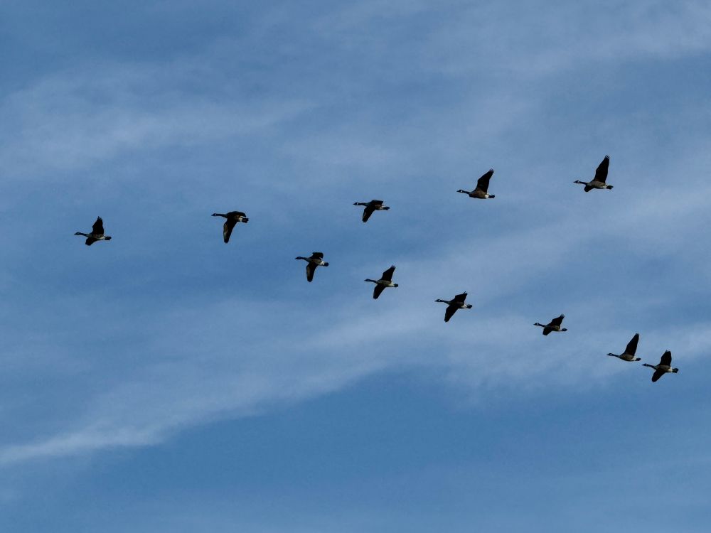 11 geese flying in a V formation with a blue sky with a thin white clouds. 